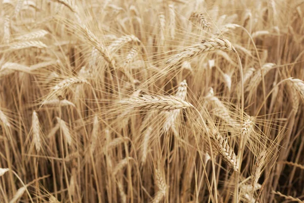 Ripe Natural Wheat Field Detail — Stock Photo, Image