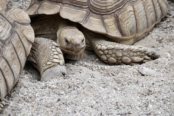Big Turtle Sand Animal Detail — Stock Photo, Image