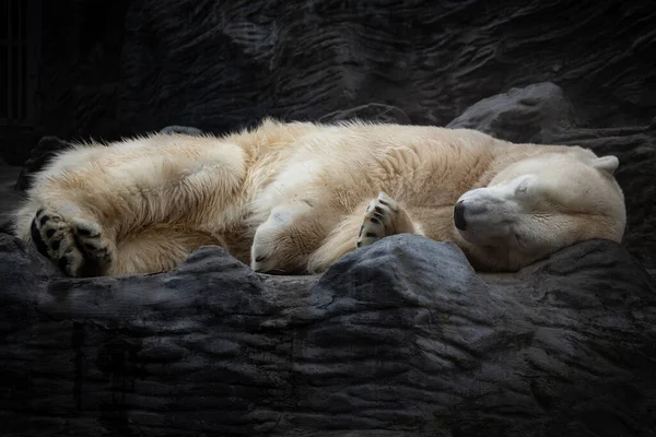 White Polar Bear Sleeping Dark Rock — Stock Photo, Image