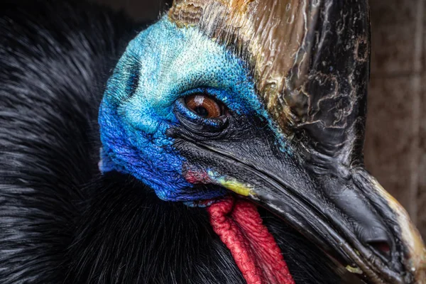 南のキャソバリー鳥の頭の詳細 — ストック写真