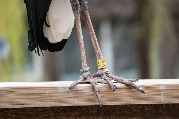 Металлические Орнитологические Кольца Шерстяной Ноге Птицы Аиста — стоковое фото