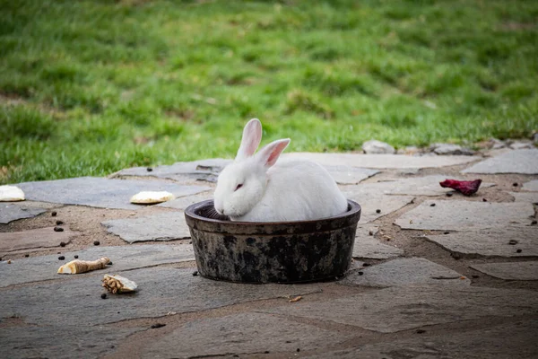 White rabbit - bunny sitting and eating in bowl