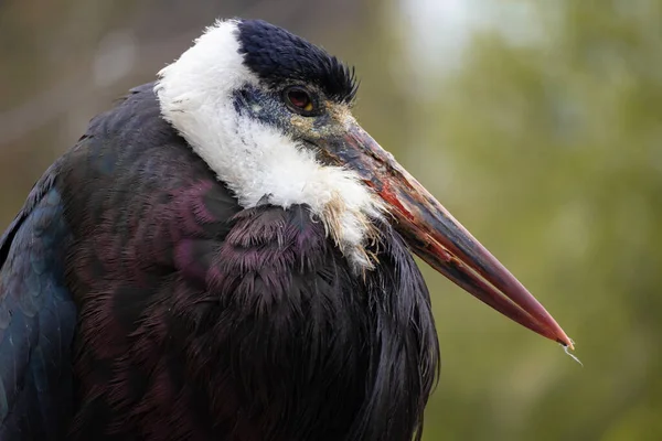 Woolly Necked Stork Portrait — Stock Photo, Image