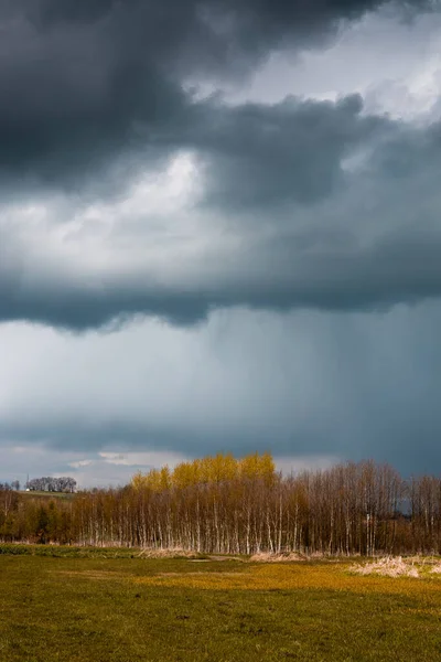 捷克共和国白桦树和草地上的厚重雨云 — 图库照片
