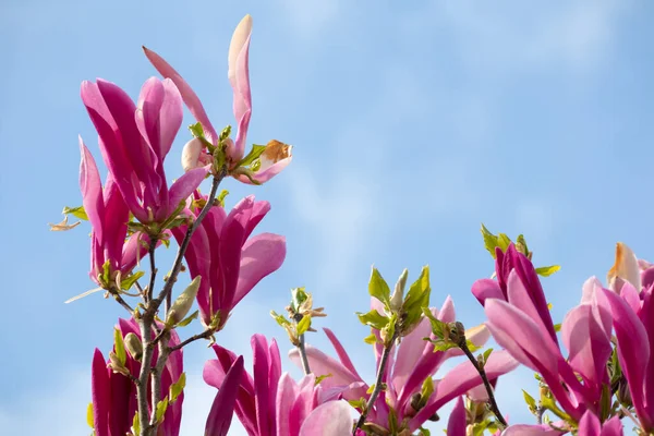 Magnolia Flor Con Cielo Azul Sobre Fondo —  Fotos de Stock