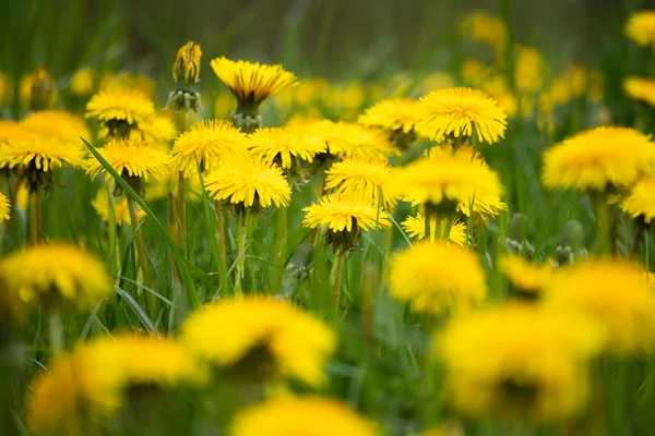 Fresh Dandelions Spring Grass — Stock Photo, Image