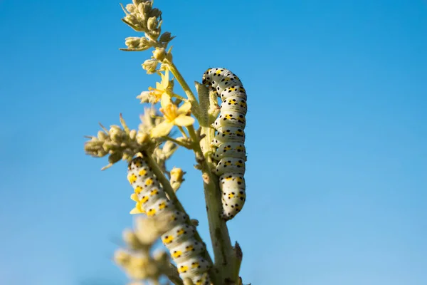 Caterpillar Eating Plant Blue Sky Background — Stock Photo, Image