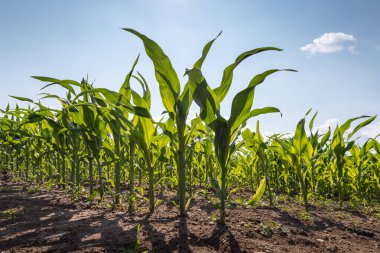 Sahada küçük mısır bitkileri ve arka planda mavi gökyüzü