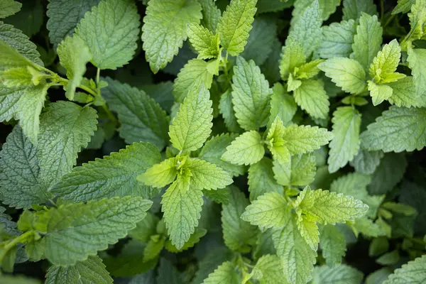 Mint Plant Top View Green Plants — Stock Photo, Image