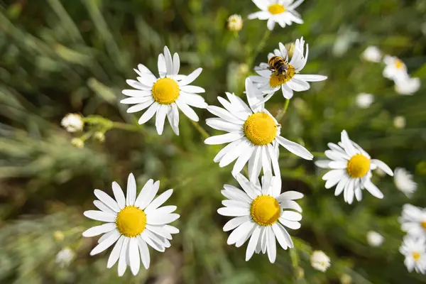 Daisies Top Wide Angle View — Stock Photo, Image