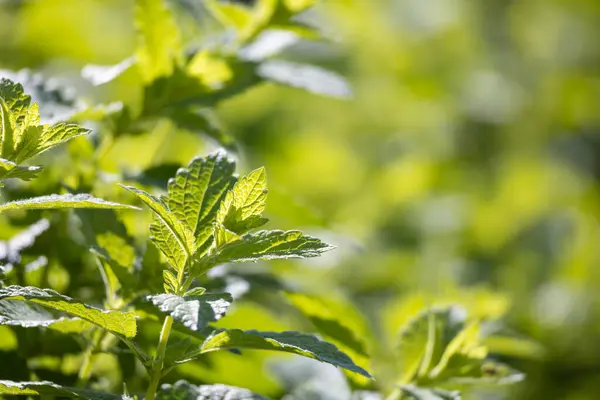 Mint leaves with blurred mint plants on background