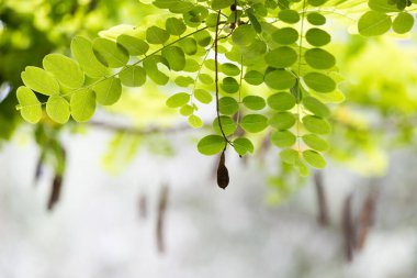 Bulanık arkaplanda akasya yeşil yaprakları
