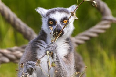 Funny face - eyes squint of ring-tailed lemur catta staring at branch with ropes on blurred background clipart