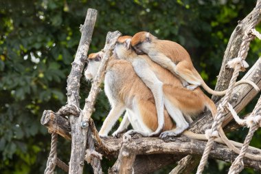 Macak maymunları aile üyeleri sırt üstü oturuyor.