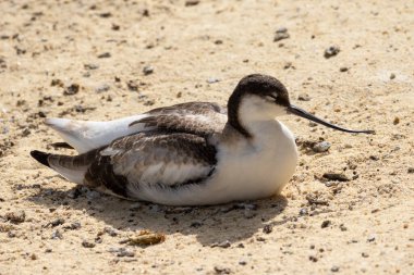 Fareli köyün kuşları yerde dinleniyor.