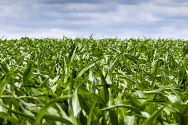 Arkaplanda gökyüzü olan yeşil mısır tarlası