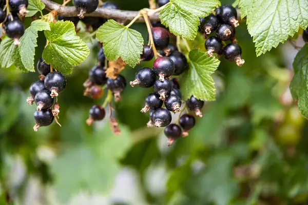 Black Currant Plant Blurred Background — Stock Photo, Image