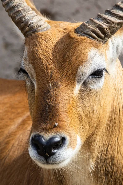Vízbuckás Antilop Portré Fej Közelkép — Stock Fotó