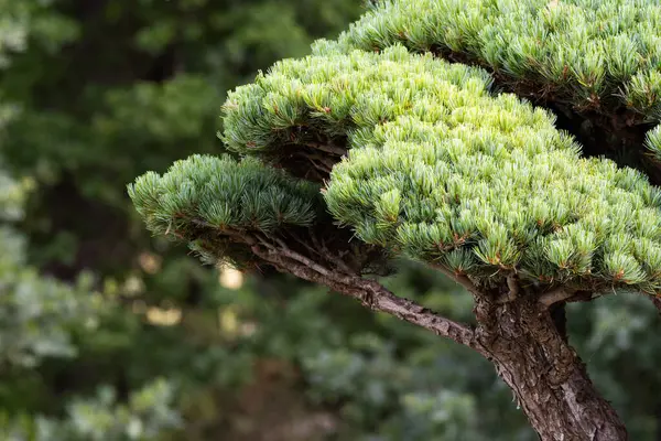 Pine bonsai shaped trees detail