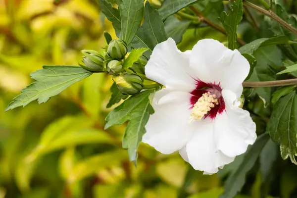 Гибискус Белый Цветок Подробно Фоне Размытых Листьев — стоковое фото