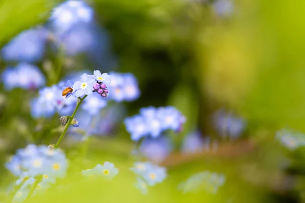 Forget-me-not blue tiny flowers on green blurred background