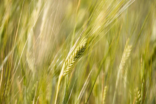 Пшениця Розмитому Фоні Поля — стокове фото