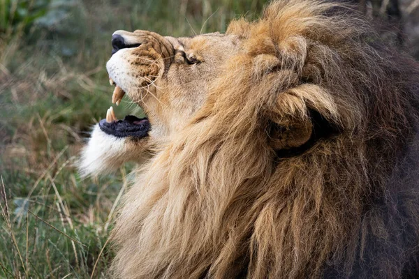 Λεπτομέρεια Κεφαλής Λιονταριού Ανοιχτό Στόμα — Φωτογραφία Αρχείου