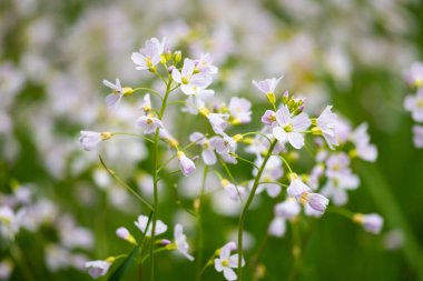 Yeşil arka planda beyaz küçük bahar çiçekleri