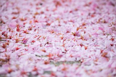 Pembe yapraklar yere düştü.