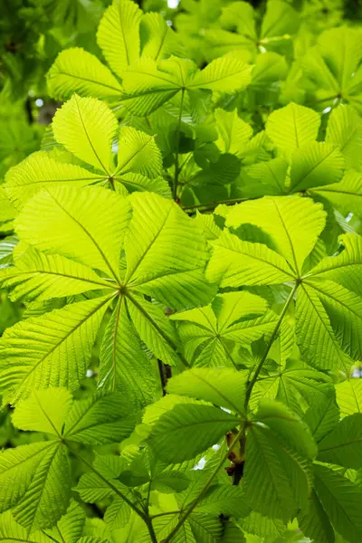Φρέσκα Πράσινα Φύλλα Κάστανου — Φωτογραφία Αρχείου