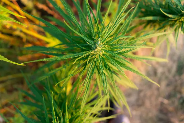 背景图上地面模糊的顶部大麻植物 — 图库照片#