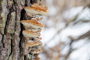 Ağaçta çok gözenekli mantarlar ve arka planda kış ormanı
