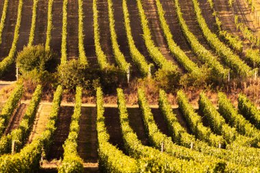 Üzüm bağı - gün batımında üzümler