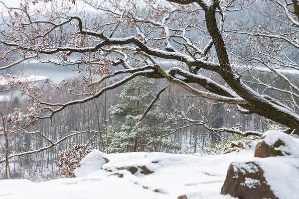 Χειμερινό Τοπίο Παγωμένη Λίμνη Στο Φόντο Και Δέντρο Καλυμμένο Χιόνι — Φωτογραφία Αρχείου
