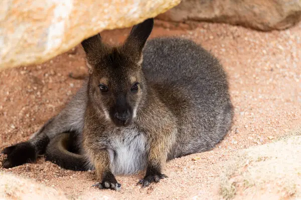 Kleines Känguru Versteckt Sich Unter Steinen — Stockfoto