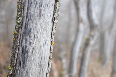 Arka planda sisli yaşlı ağaçlar