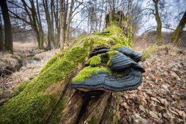 Eski gövdede yosun kaplı siyah çoklu gözenekli mantarlar.