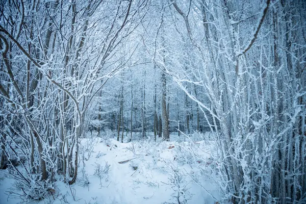 Χειμερινό Υπόβαθρο Παγοποίηση Δασικά Κλαδιά — Φωτογραφία Αρχείου