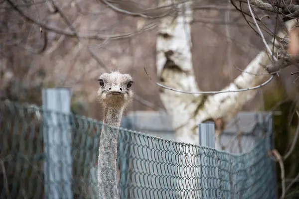 Emu Dromaius Novaehollandiae Vogel Kijkend Het Hek — Stockfoto