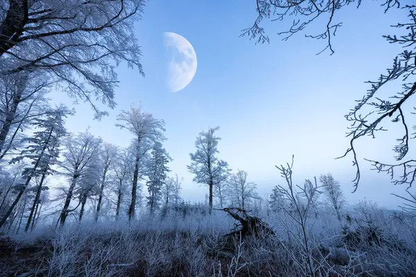 Παγωμένο Δάσος Νύχτας Φεγγάρι Στον Ουρανό — Φωτογραφία Αρχείου