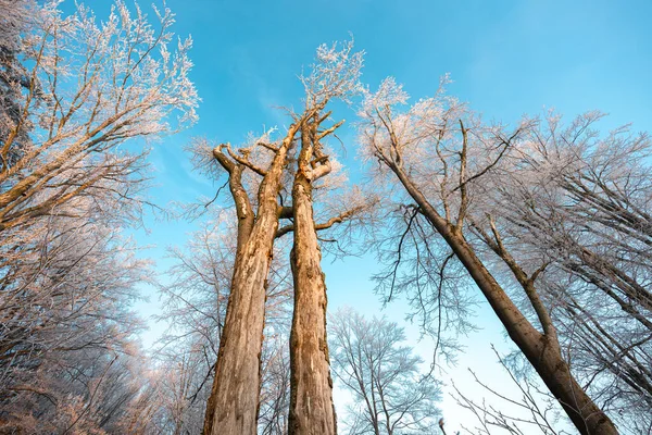 Árboles Haya Viejos Congelados Amplia Vista Angular — Foto de Stock