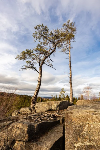 Kayanın tepesinde çamlar, arka planda mavi gökyüzü.