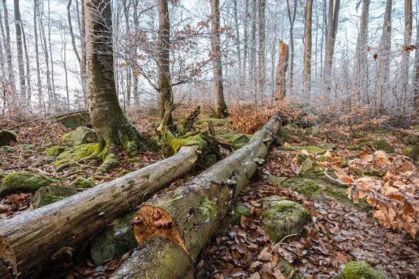 Jesienny Mróz Lesie Starym Pniem Ziemi Widok Szerokiego Kąta — Zdjęcie stockowe