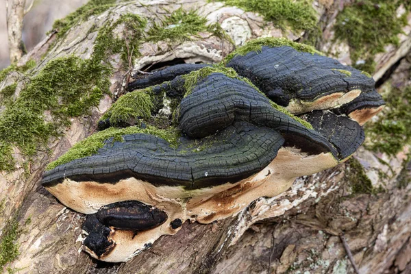 Eski Ağaç Gövdesinde Siyah Çoklu Gözenekli Mantar — Stok fotoğraf
