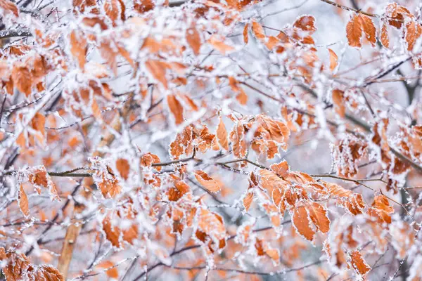 Zimní Pozadí Zmrazenými Oranžové Bukové Listy — Stock fotografie