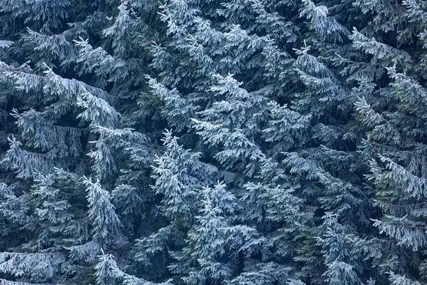 Donmuş Ladin Dalları Kış Arkaplanı — Stok fotoğraf