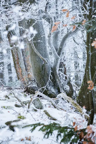 暴风雪中结冰的冬季森林 — 图库照片#