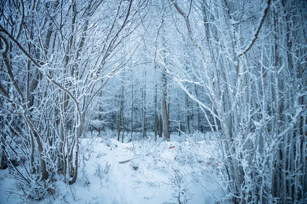 冬季背景 森林枝条结冰 — 图库照片#