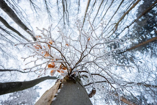 Dolní Pohled Stromy Zamrzlý Les Bukovými Listy Popředí — Stock fotografie