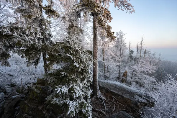 Зимний Пейзаж Замерзшими Деревьями Переднем Плане Вниз Склону Вид Замерзший — стоковое фото